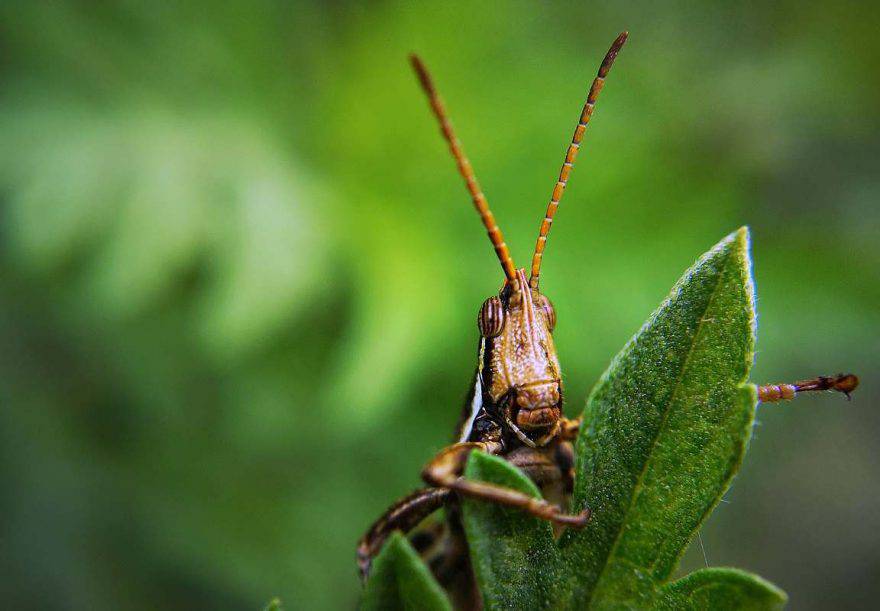 saltamontes comiendo