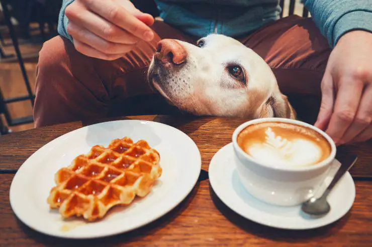 Perro sentado en la mesa