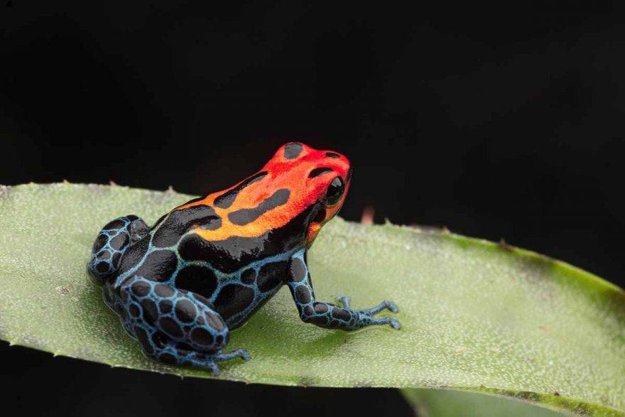 Ranas venenosas