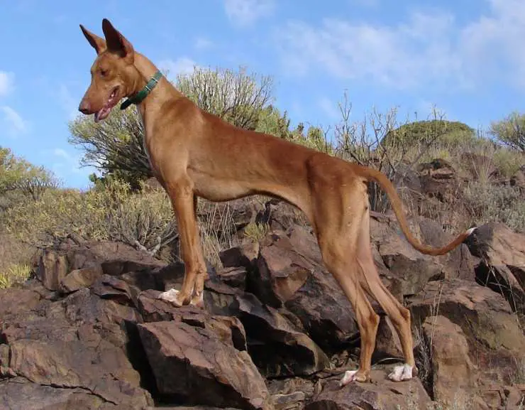 Podenco canario razas de perros españoles