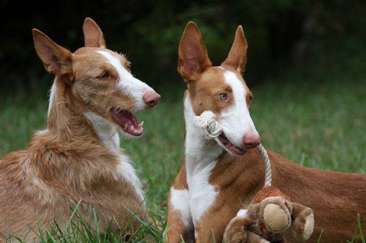 Podenco ibicenco razas de perros españoles