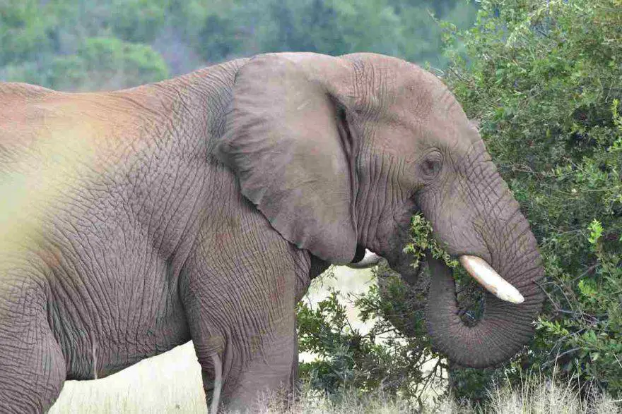 Lo que come el elefante