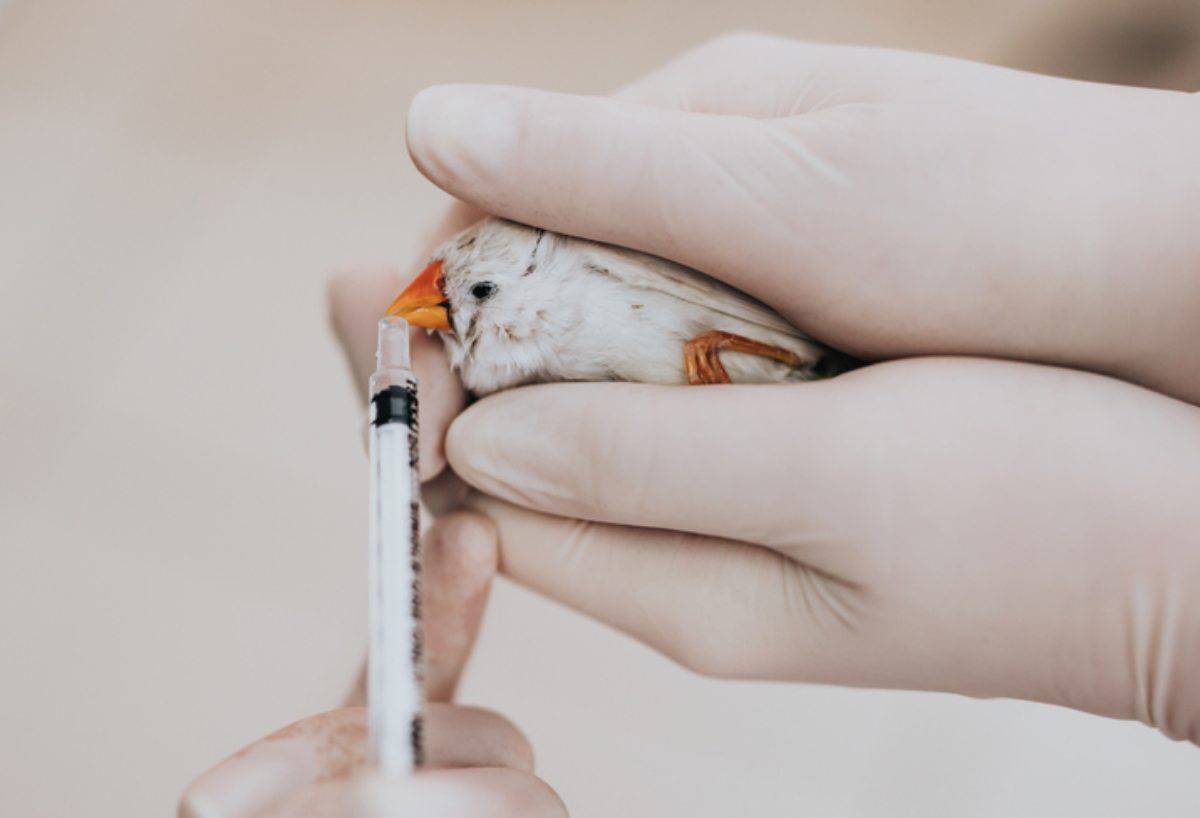 Dar medicación al pájaro