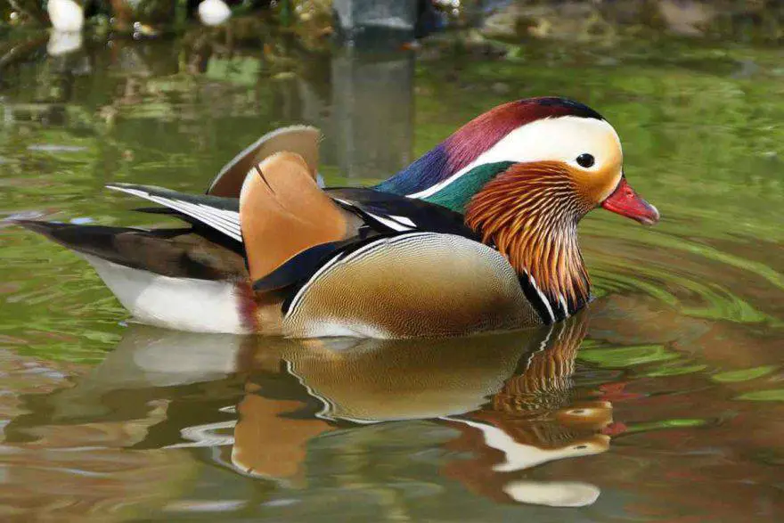 Pato