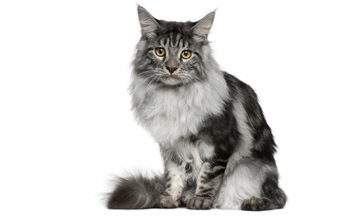 Maine-Coon-Cat