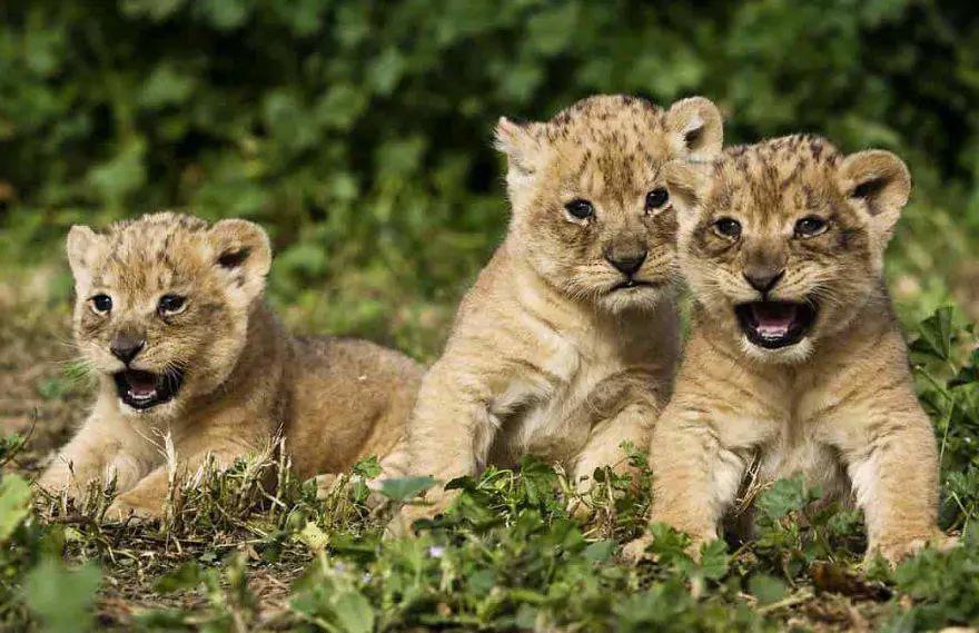 leones concebidos in vitro