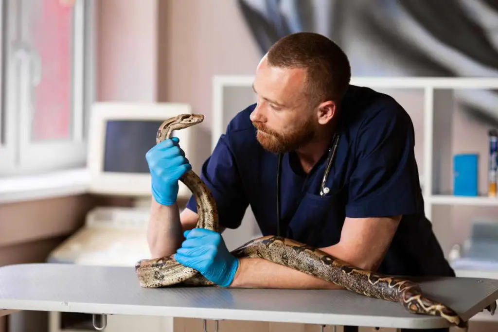 Cómo saber si la serpiente está enferma: síntomas de las principales