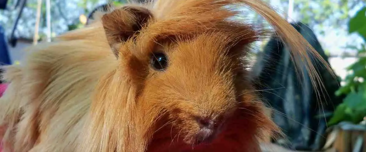 Cuy peruano características y cuidados del roedor de pelo
