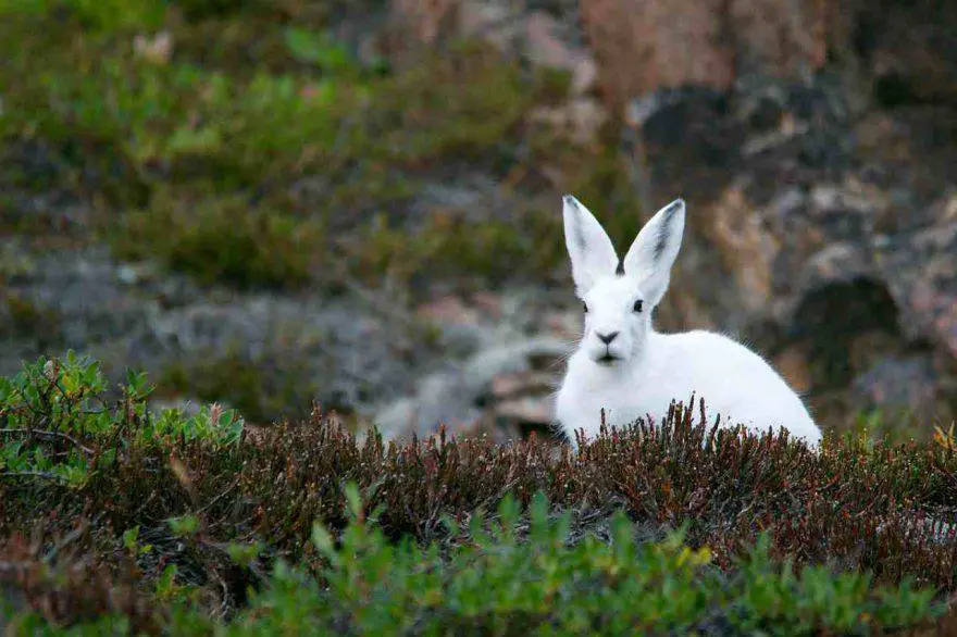 Animales