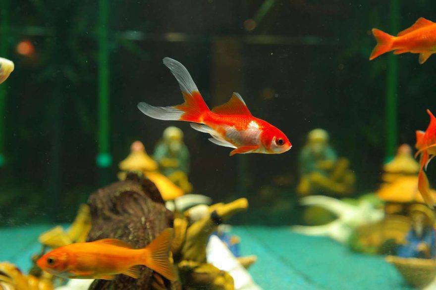 Peces rojos