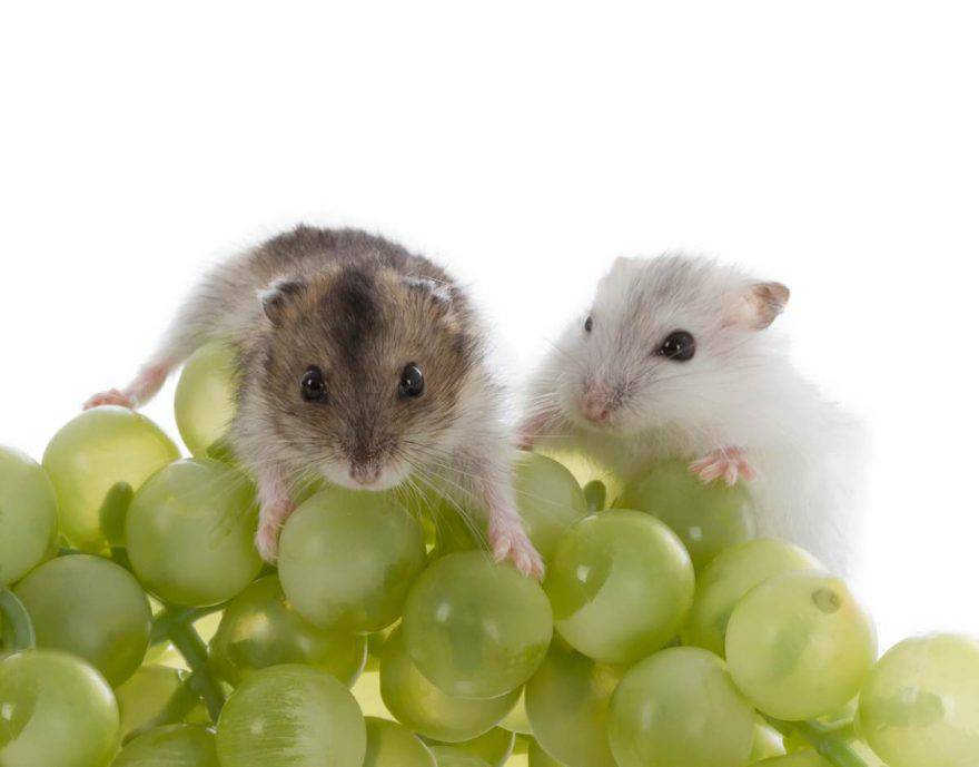 El hámster puede comer uvas (foto iStock)