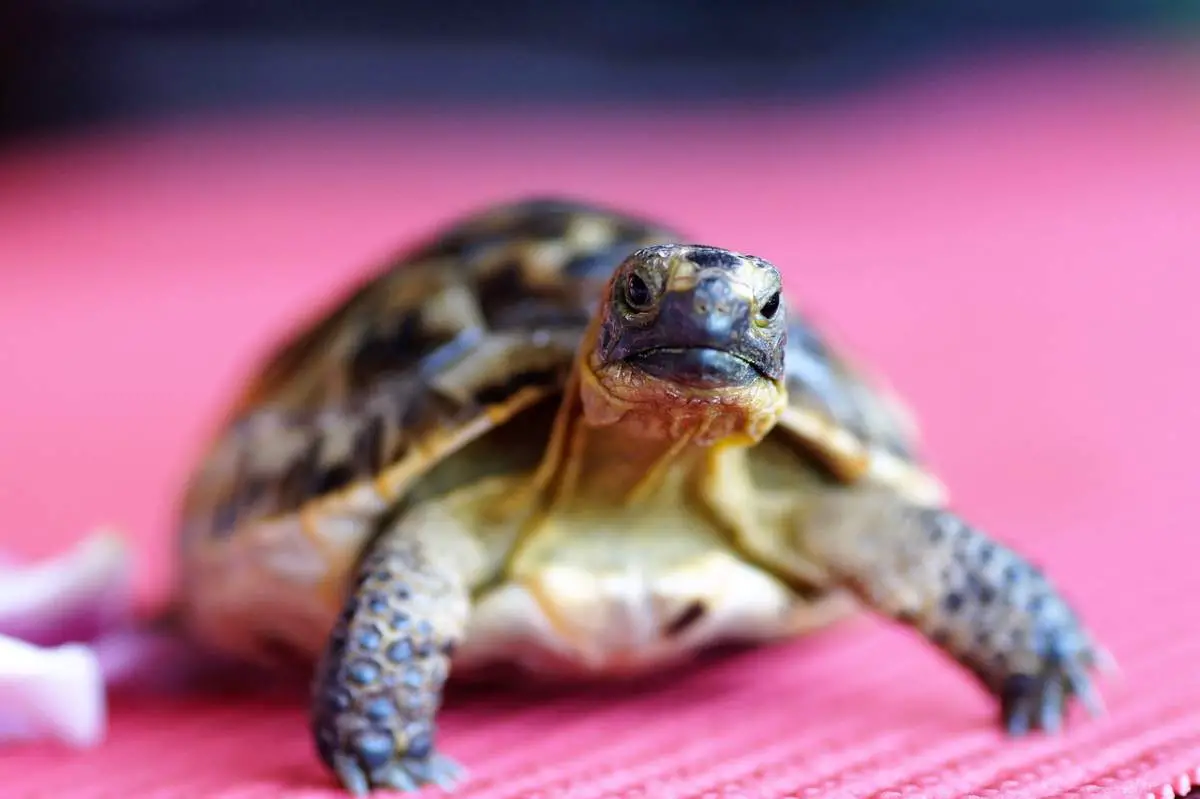 Reproducción de tortugas terrestres