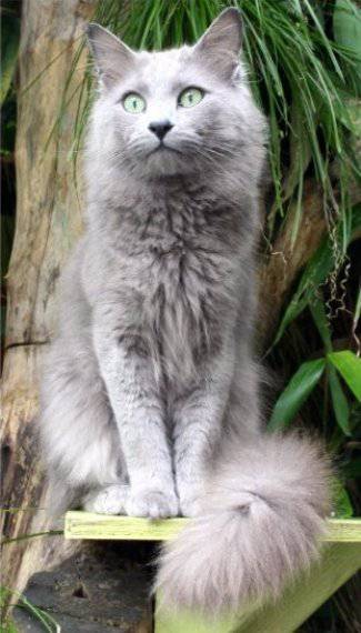 nebelung3