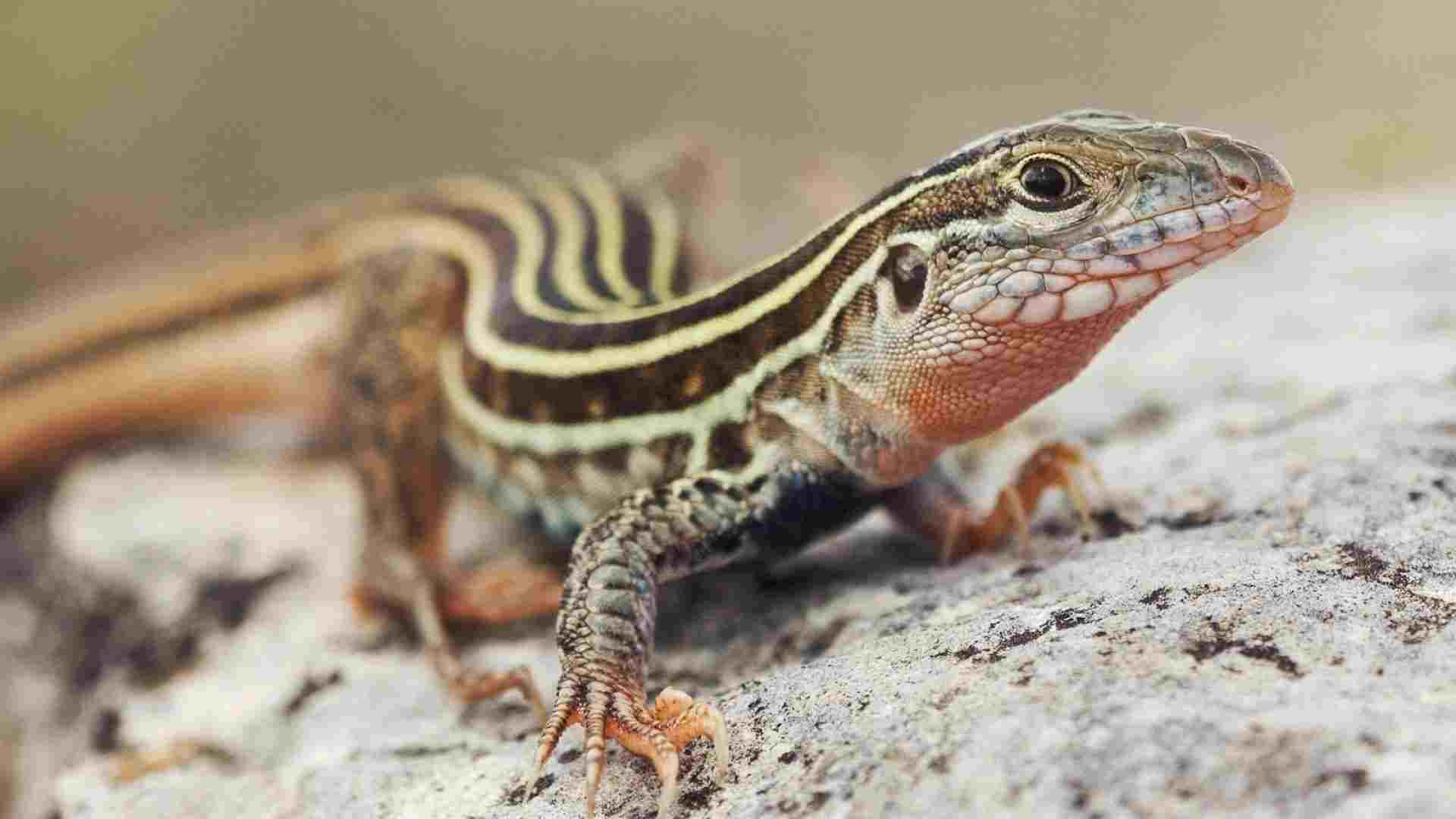 bañar lagarto