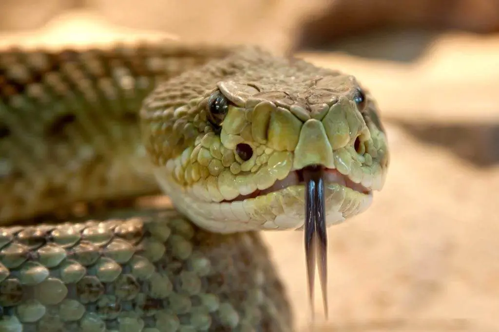 reptil domestico