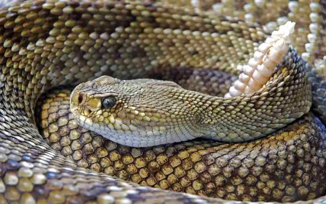 como bañar a la serpiente