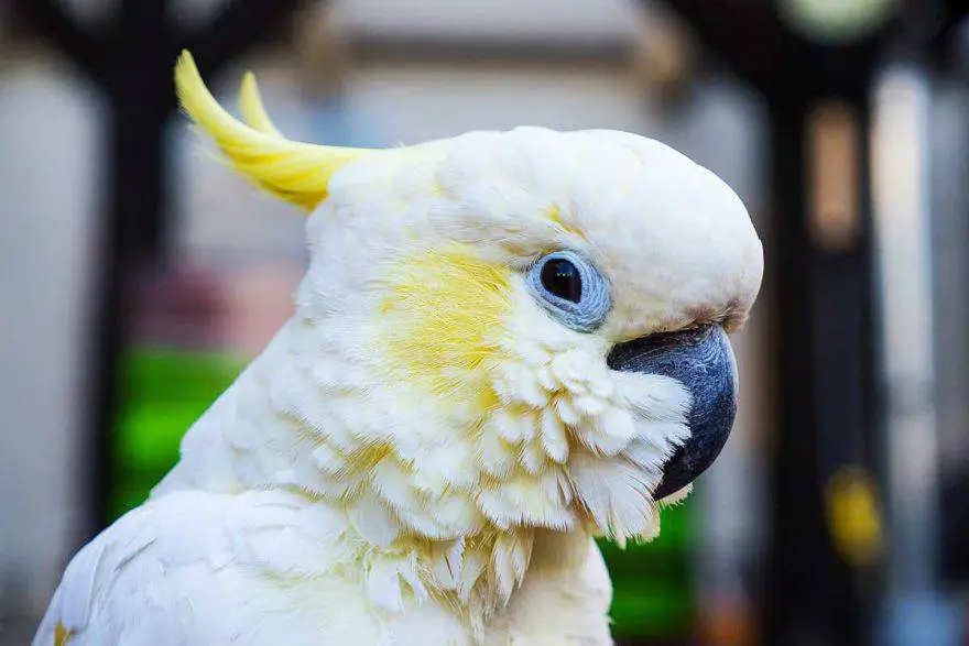 cómo criar un loro cacatúa (foto Pixabay)