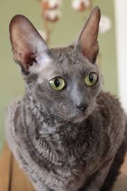 Cornish-rex