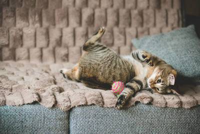 gatos discapacitados -4