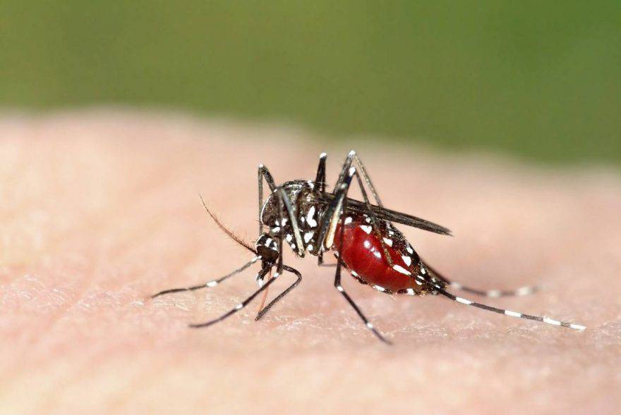 Mosquito tigre