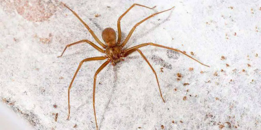 araña violín