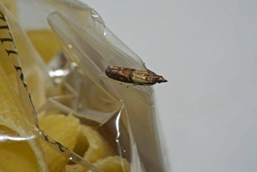 mariposas de comida