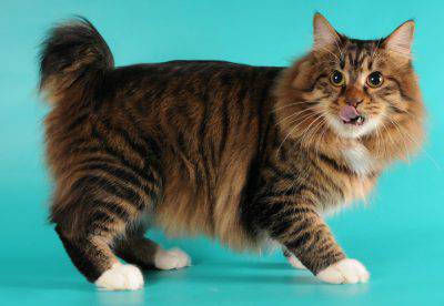 american-bobtail3