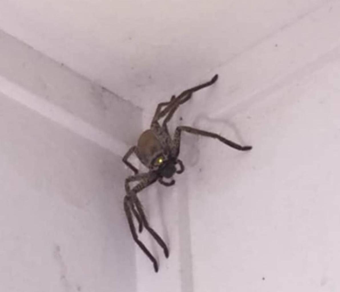 quitar arañas en la casa