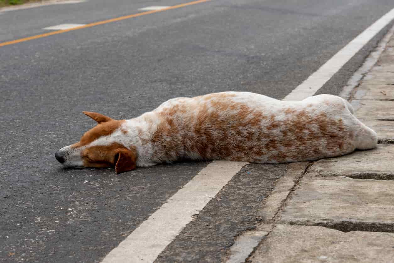 perro atropellado por coche