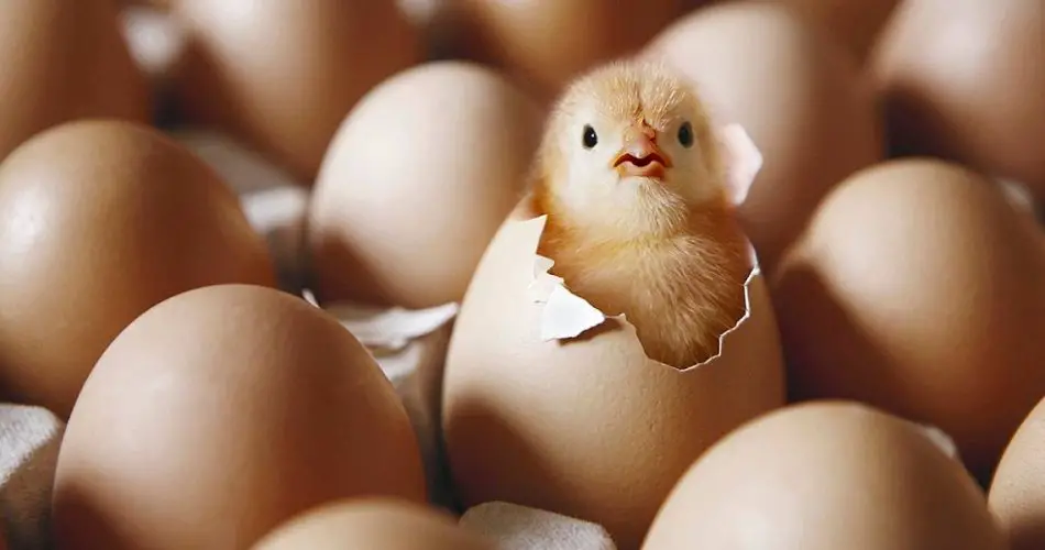 Perder cuenco Deseo Cómo nacen los pollitos: la reproducción de las gallinas - Vida con  Mascotas ▷➡️