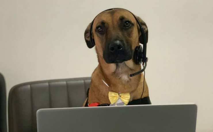 El perro en el trabajo Facebook
