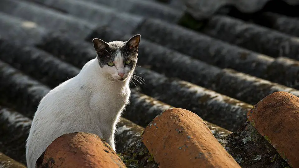 Condominio prohíbe que los gatos se suban al techo. Esto es lo que dice