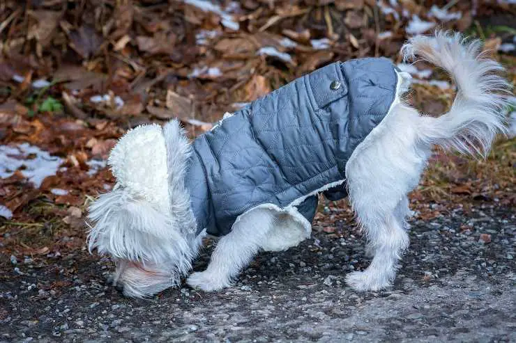 perro y tétanos