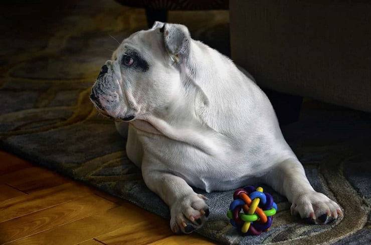 consejos para cuidar la casa del perro
