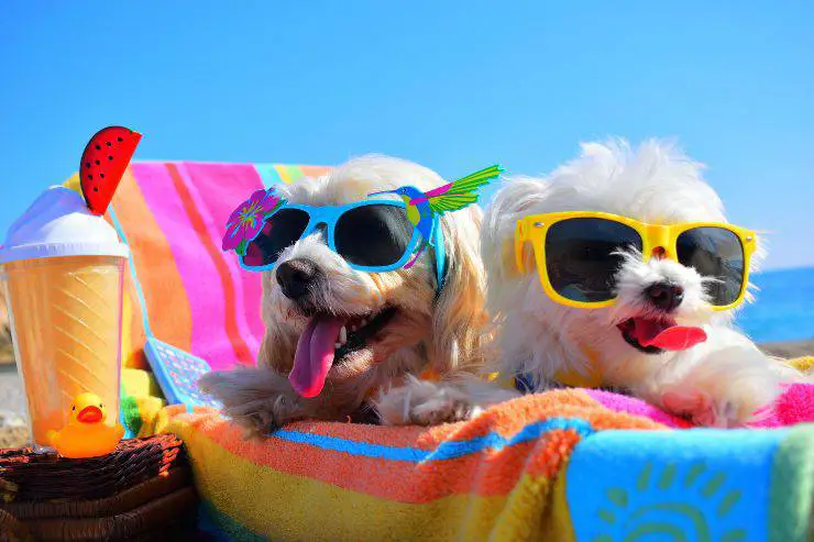 accesorios de verano para el perro
