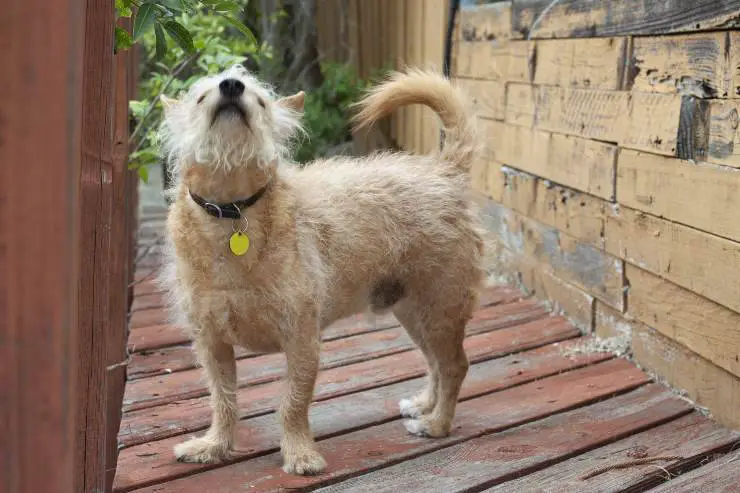 el perro olfatea el aire