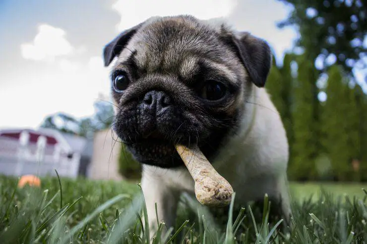 La nutrición de perros y gatos (Foto Pixabay)