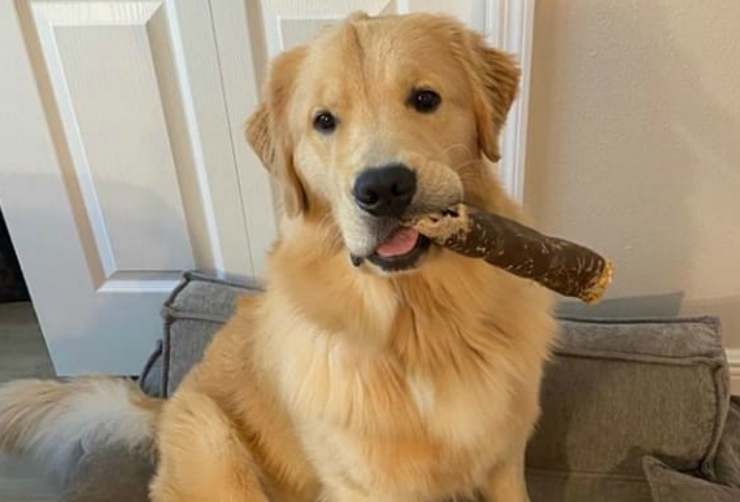 El perro con la merienda (foto de Instagram)