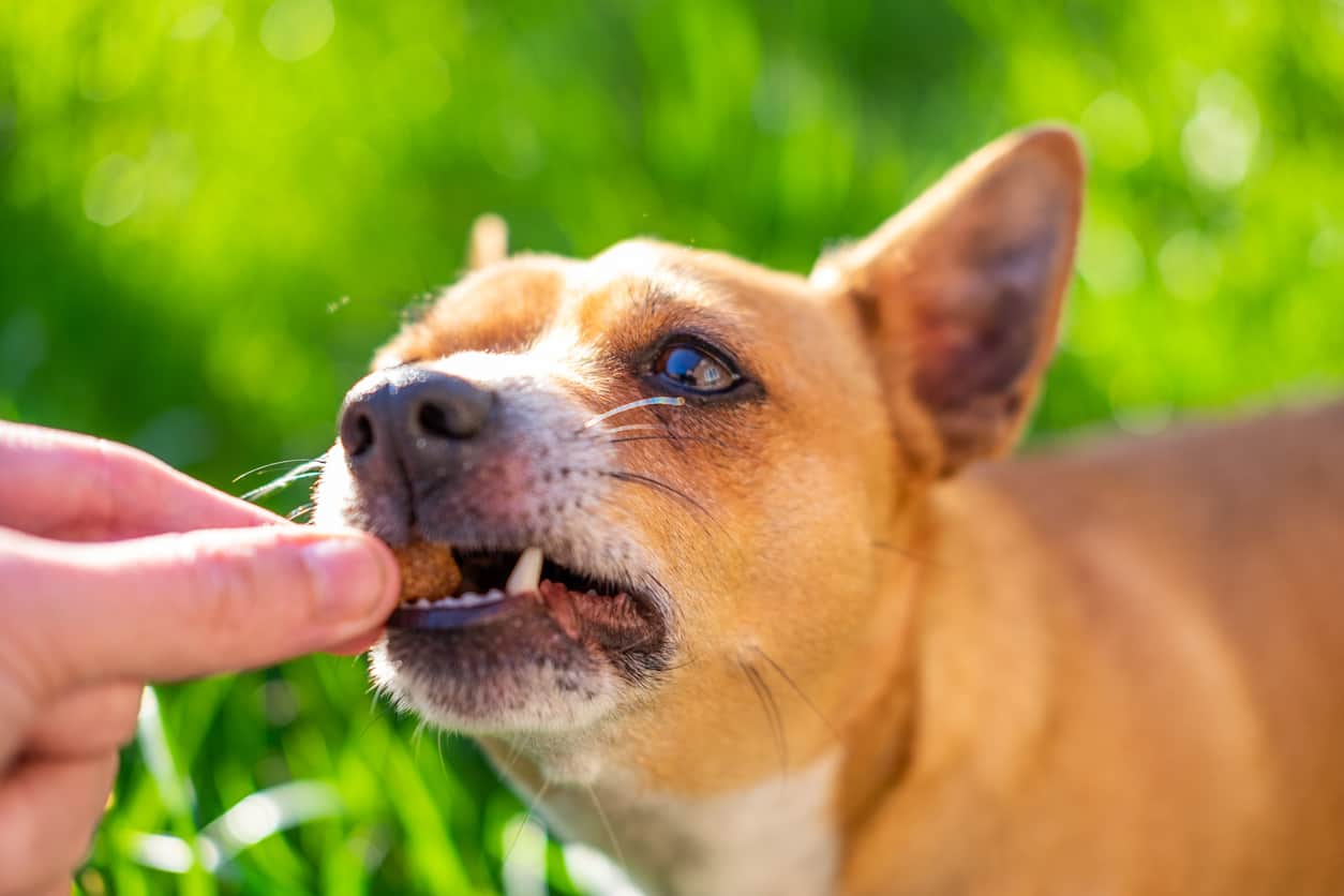 pastilla de perro escondiendo tidbit