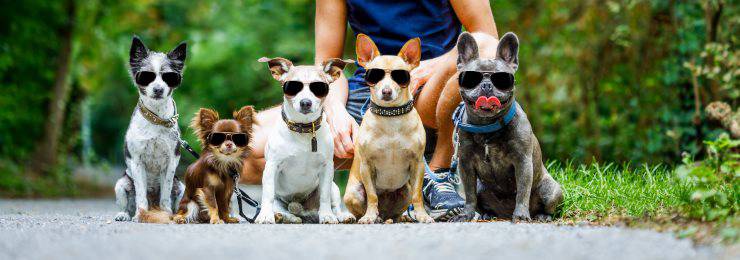 Razas de perros
