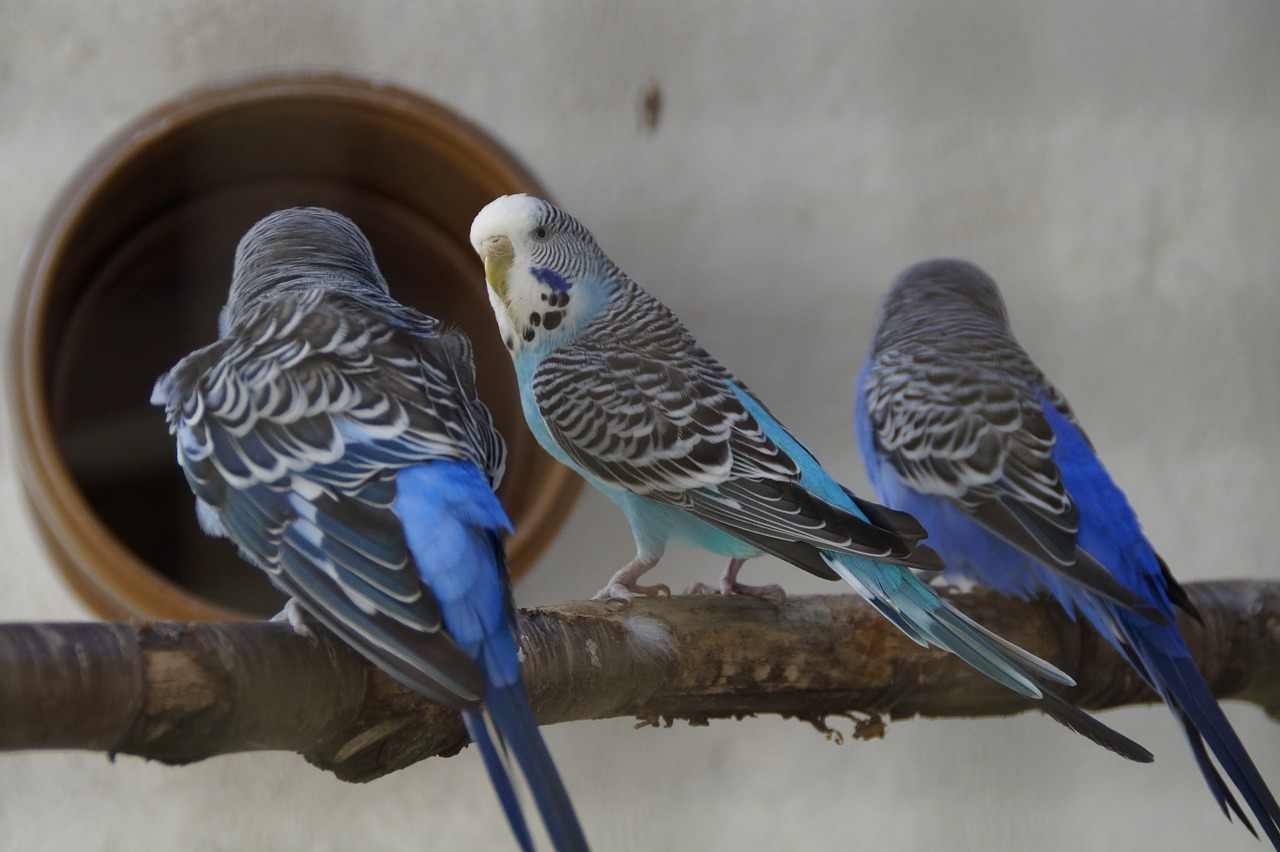 jaula de loros