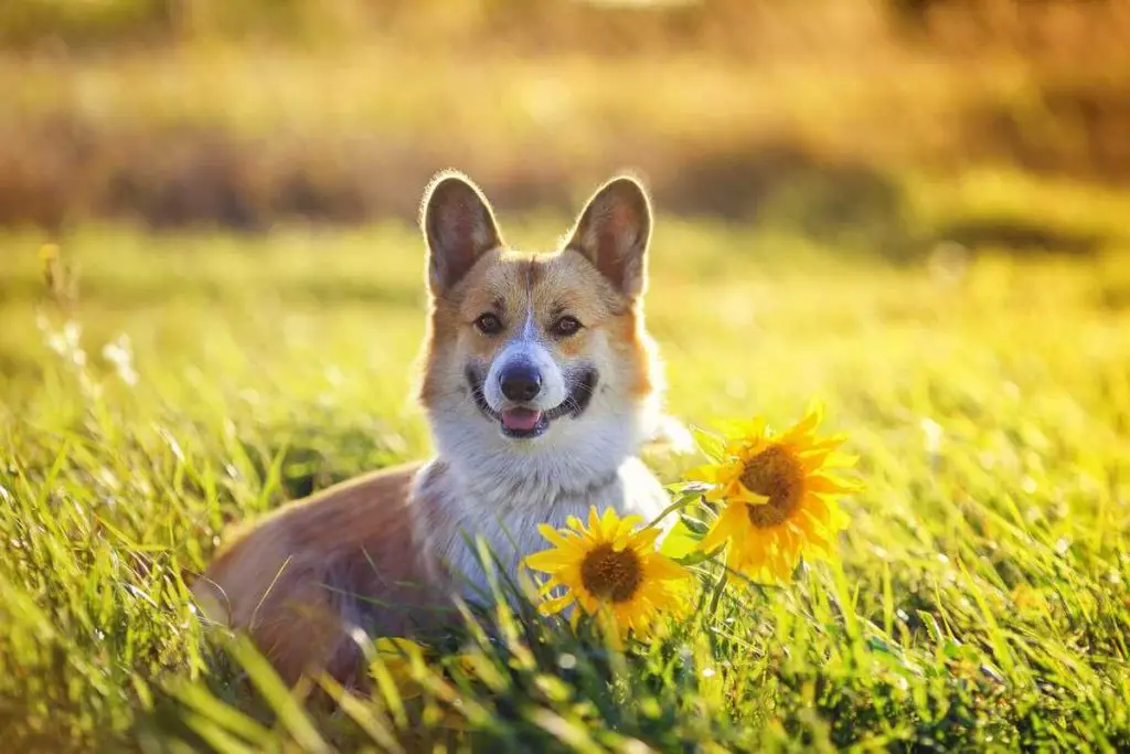 son las semillas de girasol venenosas para los perros