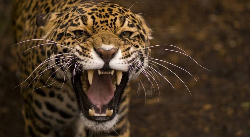 leopardo mata a un niño