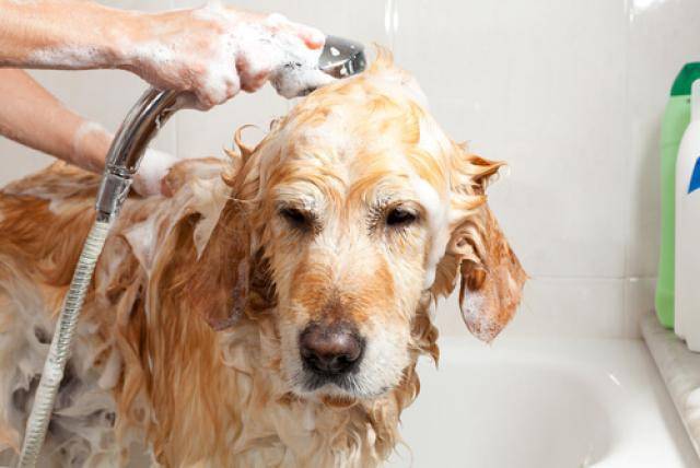 remedios para quitar el hedor del perro perro bañándose