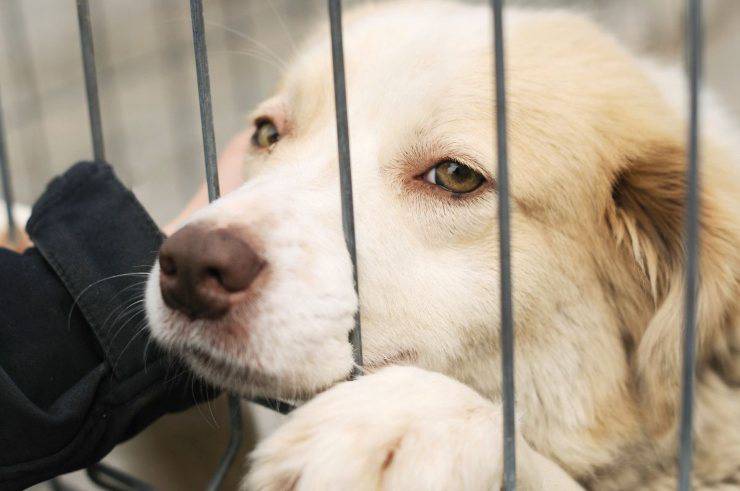 Por Qué Adoptar Un Perro Adulto Consejo De Expertos Vida Con Mascotas ️