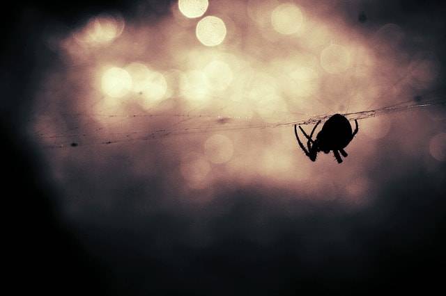 araña en telaraña