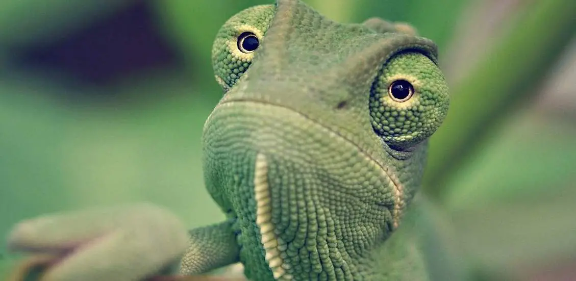 camaleón en la casa