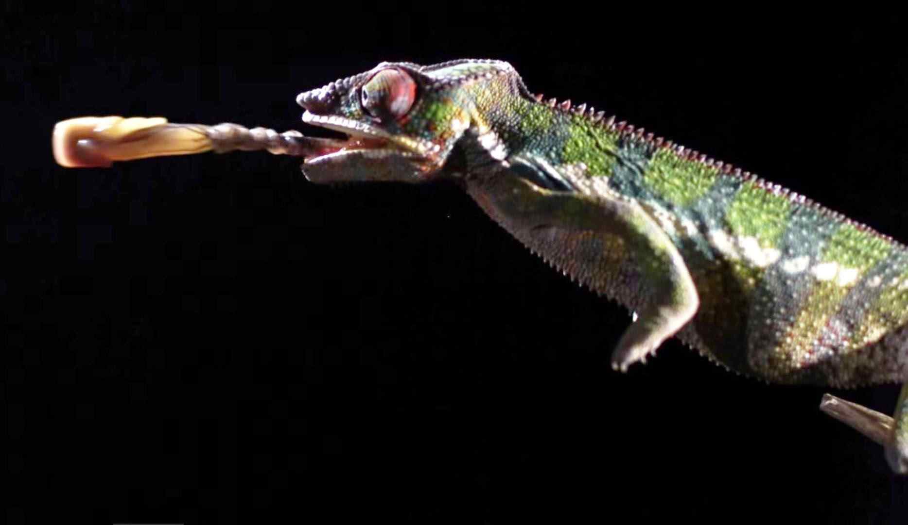 camaleón lo que come