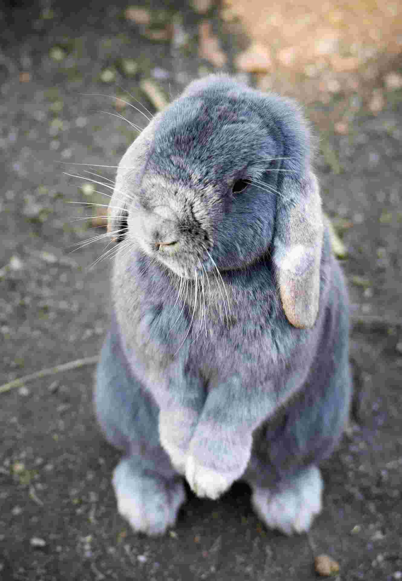 Lenguaje de conejo