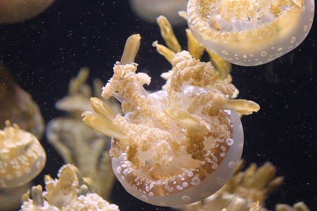 medusas en el mar